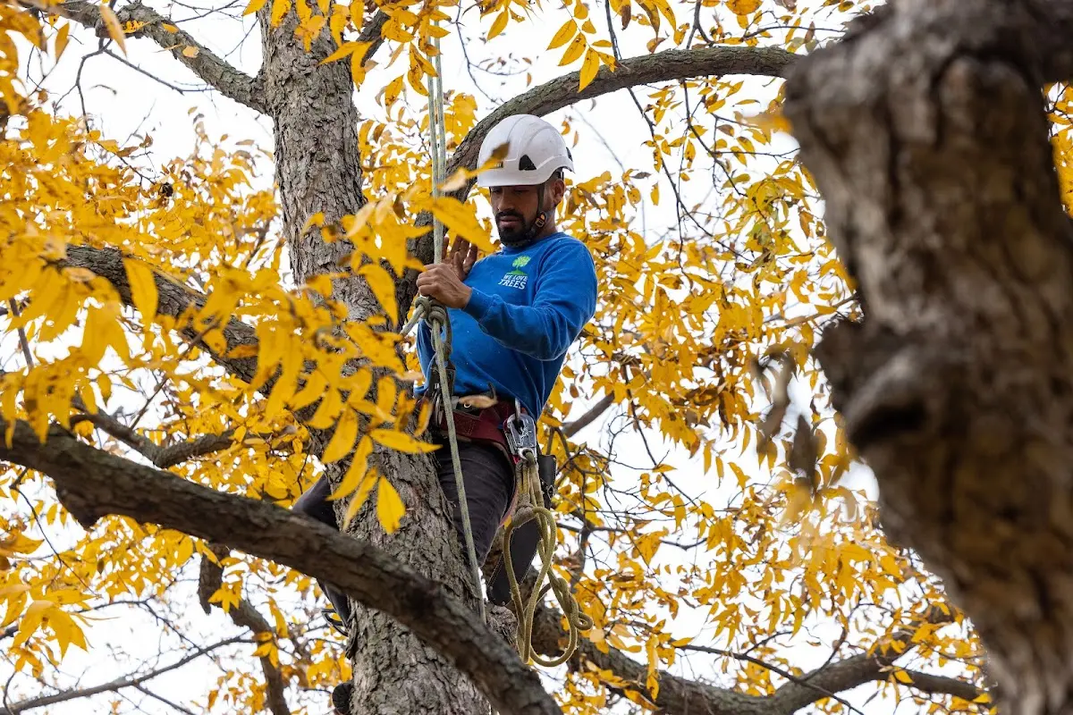 Skilled Storm Damage Cleanup crew working in Wheeler